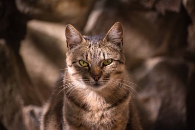 izlerken bir kedi portresi