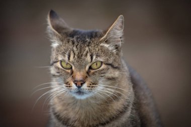 izlerken bir kedi portresi