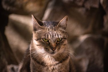 izlerken bir kedi portresi