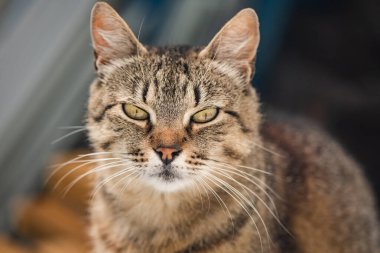 izlerken bir kedi portresi