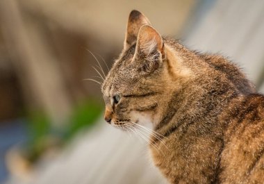 izlerken bir kedi portresi