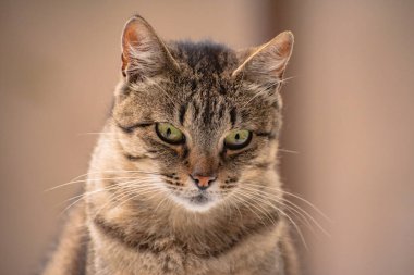 izlerken bir kedi portresi
