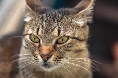 izlerken bir kedi portresi