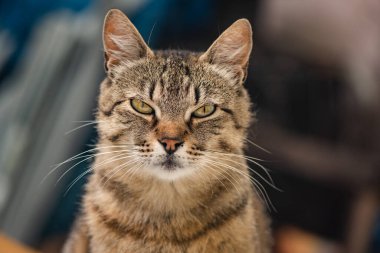 izlerken bir kedi portresi