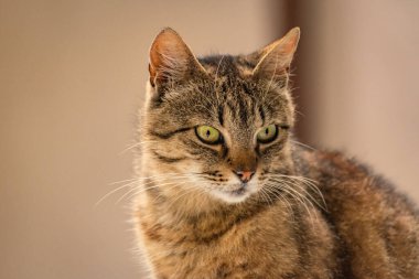 izlerken bir kedi portresi