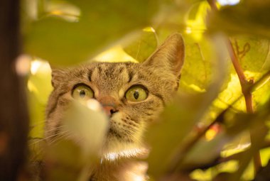 izlerken bir kedi portresi