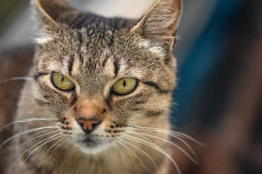 izlerken bir kedi portresi