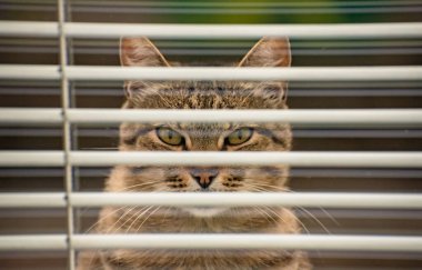 izlerken bir kedi portresi