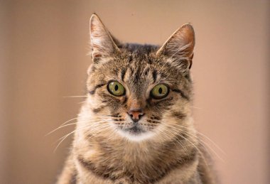 izlerken bir kedi portresi