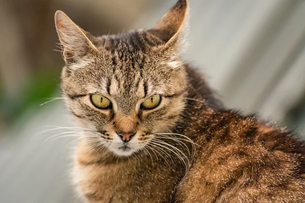 Retrato Gato Observador — Fotografia de Stock