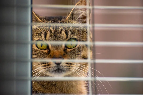 izlerken bir kedi portresi