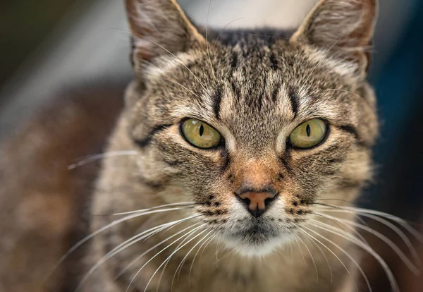 izlerken bir kedi portresi