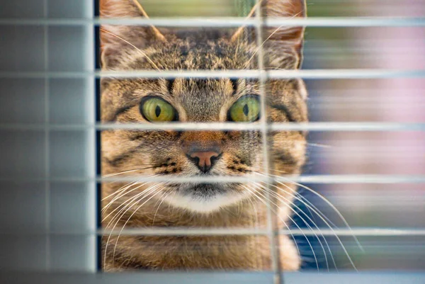 izlerken bir kedi portresi