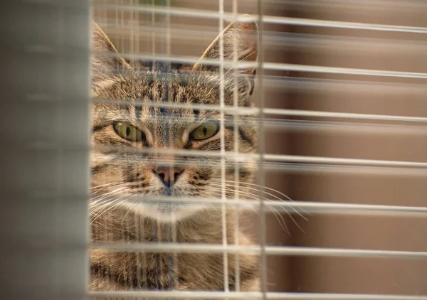 izlerken bir kedi portresi