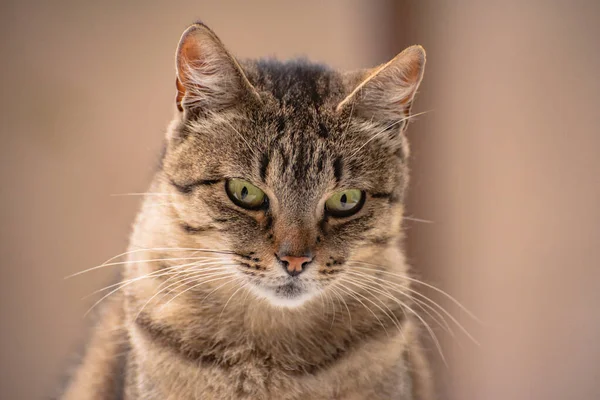 Retrato Gato Observador — Fotografia de Stock