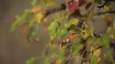 Flora dünyasının temsilcileri