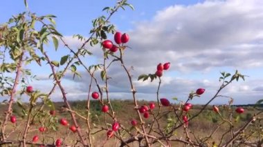Sonbahar Karpatya manzaraları