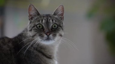 izlerken bir kedi portresi