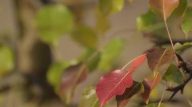 Flora dünyasının temsilcileri