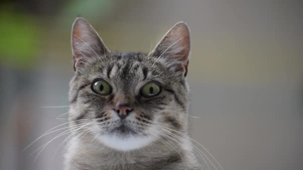 Retrato Gato Observador — Vídeo de Stock