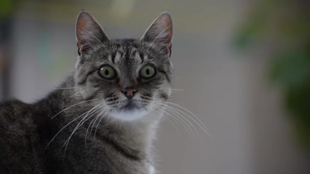 Portrait d'un chat qui regarde 