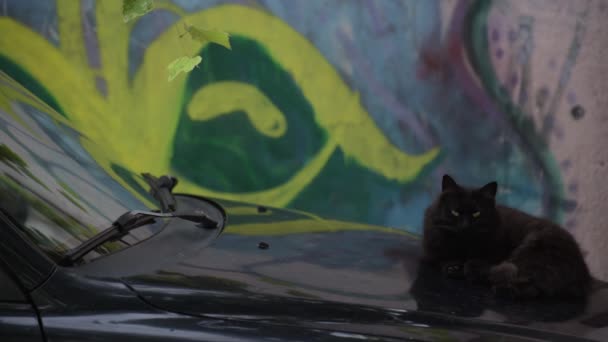 Porträt Einer Beobachtenden Katze — Stockvideo