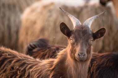 Çiftlikteki otlakta evcil hayvanlar