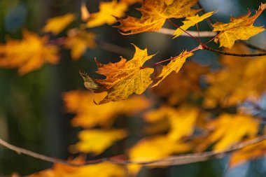 Parlak akçaağaç yaprakları sonbaharda