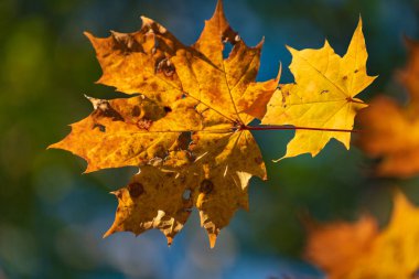 Parlak akçaağaç yaprakları sonbaharda