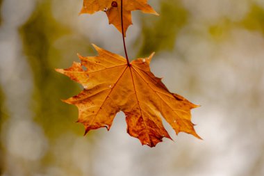 Parlak akçaağaç yaprakları sonbaharda