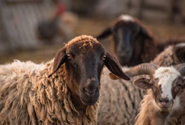 Çiftlikteki otlakta evcil hayvanlar