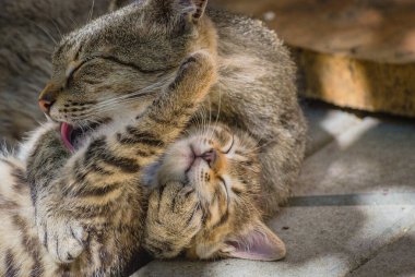 Ryska anne denilen manzara. 