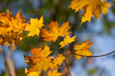 Parlak akçaağaç yaprakları sonbaharda