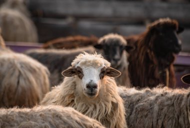 Çiftlikteki otlakta evcil hayvanlar