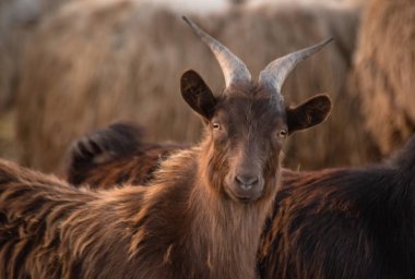 Çiftlikteki otlakta evcil hayvanlar