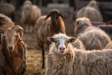 Çiftlikteki otlakta evcil hayvanlar
