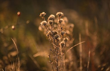 Güz Karpatları 'nın Manzaraları