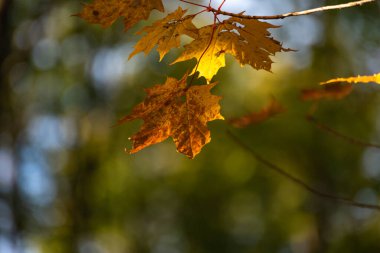 Parlak akçaağaç yaprakları sonbaharda