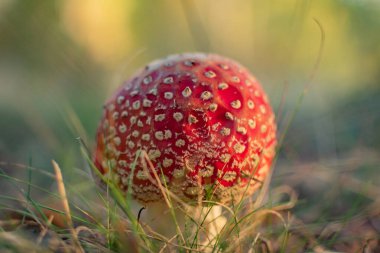 Sonbaharda dağ ormanında