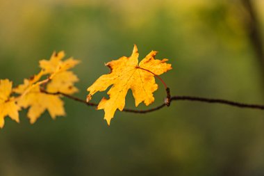 Parlak akçaağaç yaprakları sonbaharda