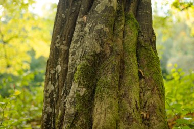 Sonbaharda dağ ormanında
