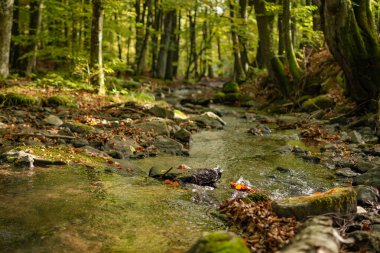 Sonbaharda dağ ormanında
