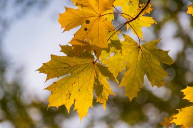 Parlak akçaağaç yaprakları sonbaharda