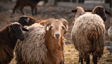 Çiftlikteki otlakta evcil hayvanlar