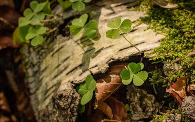 Sonbaharda dağ ormanında