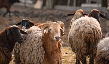 Çiftlikteki otlakta evcil hayvanlar