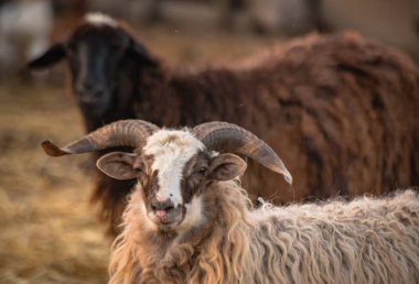 Çiftlikteki otlakta evcil hayvanlar