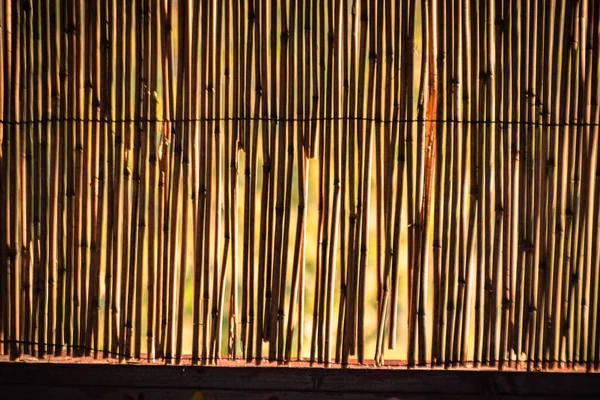 Paesaggio Chiamato Reed Texture — Foto Stock
