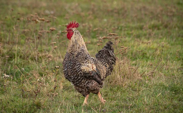 農場の周りを雄鶏が歩く — ストック写真