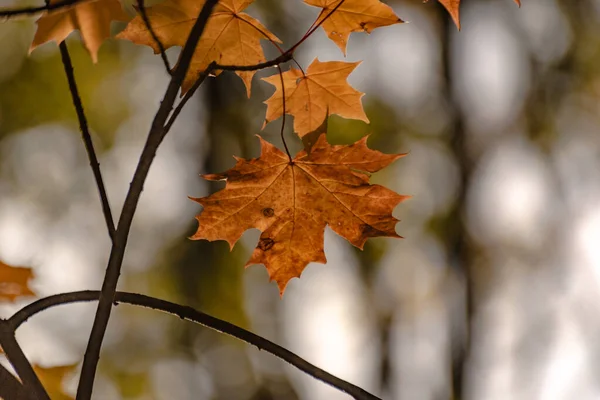 Jasny Klon Liście Jesienią — Zdjęcie stockowe